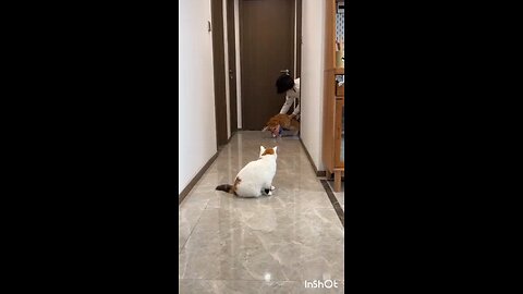 cat cat