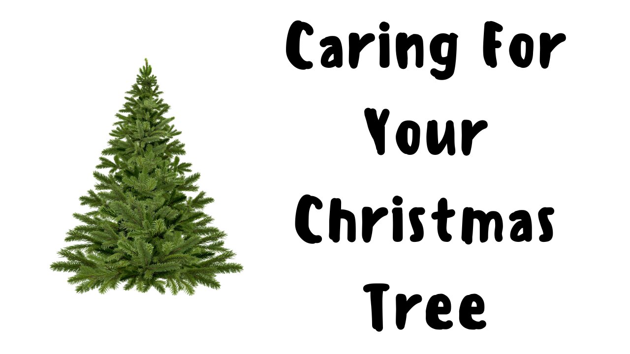 Caring For Your Christmas Tree