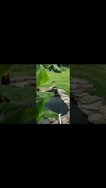 Chickens Around The Pond #homesteading #chickens