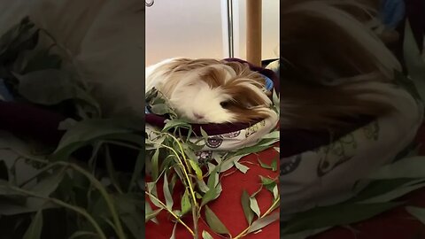 Guinea pig is tired 🥱