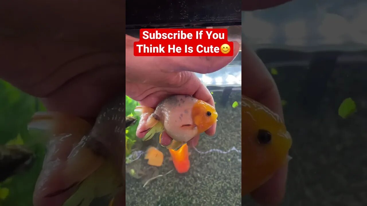 Cutest Fish On The Internet #goldfish #fancygoldfish #fishtank #ranchugoldfish #cutestpet