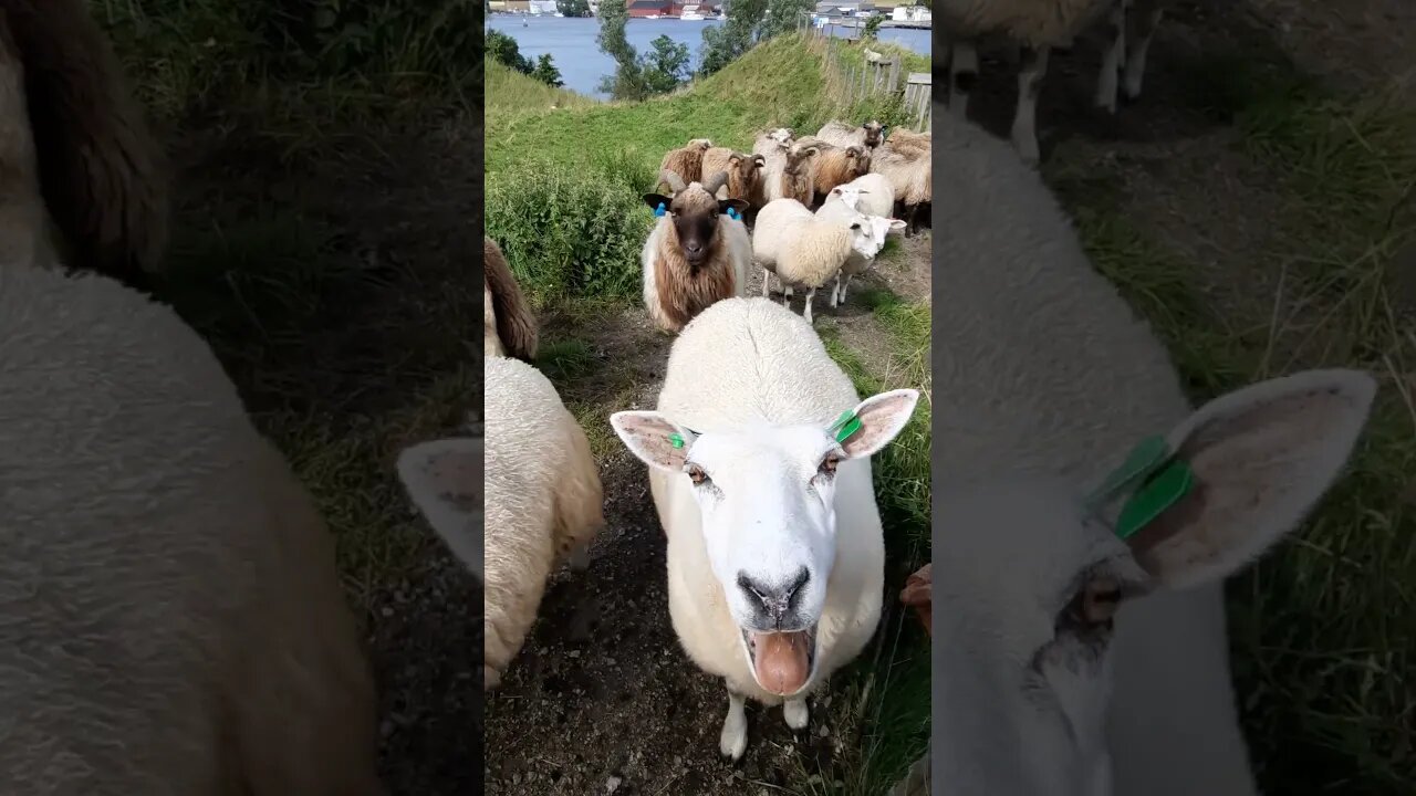 Sheep Serenade: A Sweet Mawhh Moment #shorts #nocopyright #camping #soundeffects