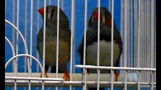 IECV PBV #17 | 👀Finches Playing In There Cage 🐤🐤 2-26-2014