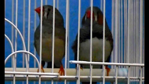 IECV PBV #17 | 👀Finches Playing In There Cage 🐤🐤 2-26-2014