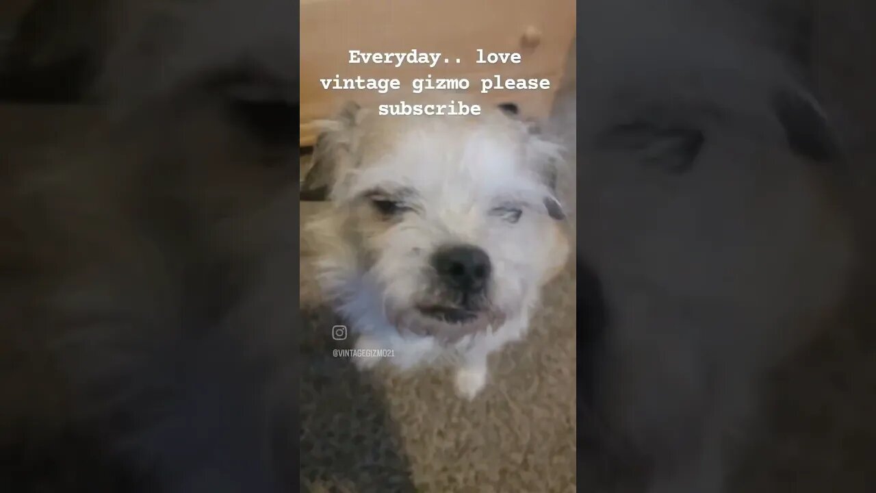 Everyday.. love gizmo