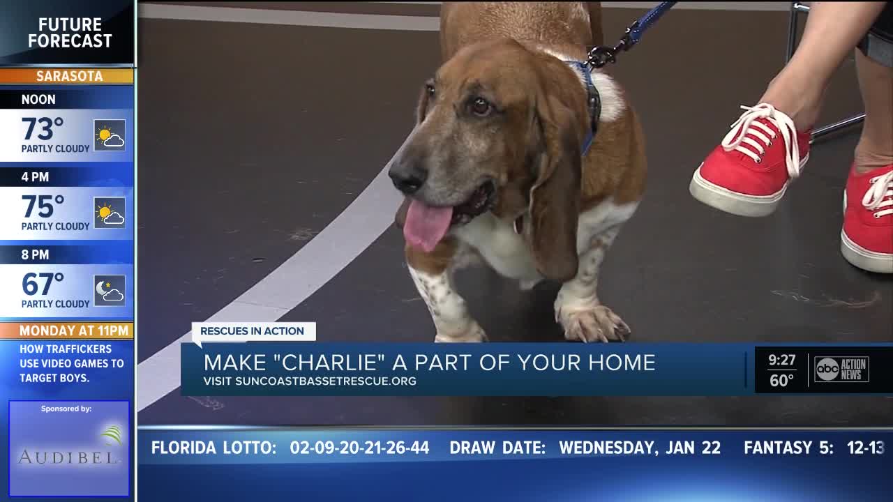 Rescues in Action Jan 25 | Charlie needs a home
