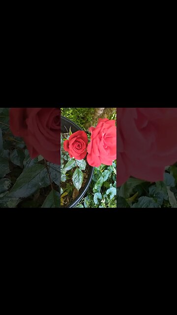 Something hiding behind this rose #nature #rose #flowers #redrose #tworoses #beautiful #floral