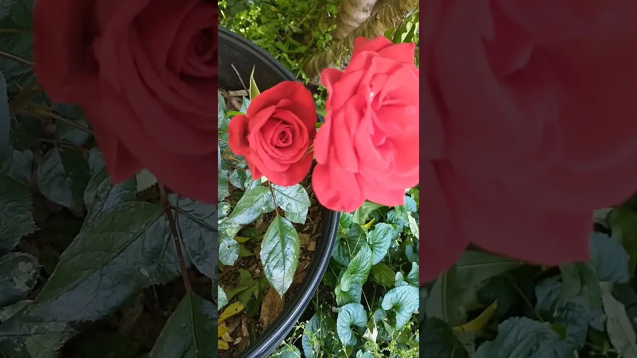 Something hiding behind this rose #nature #rose #flowers #redrose #tworoses #beautiful #floral