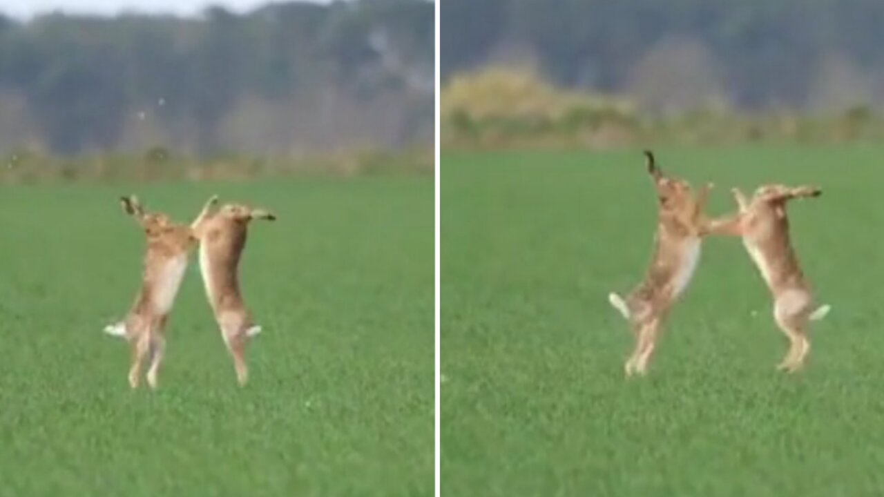 Unique field scene when two boxing rabbits are like humans