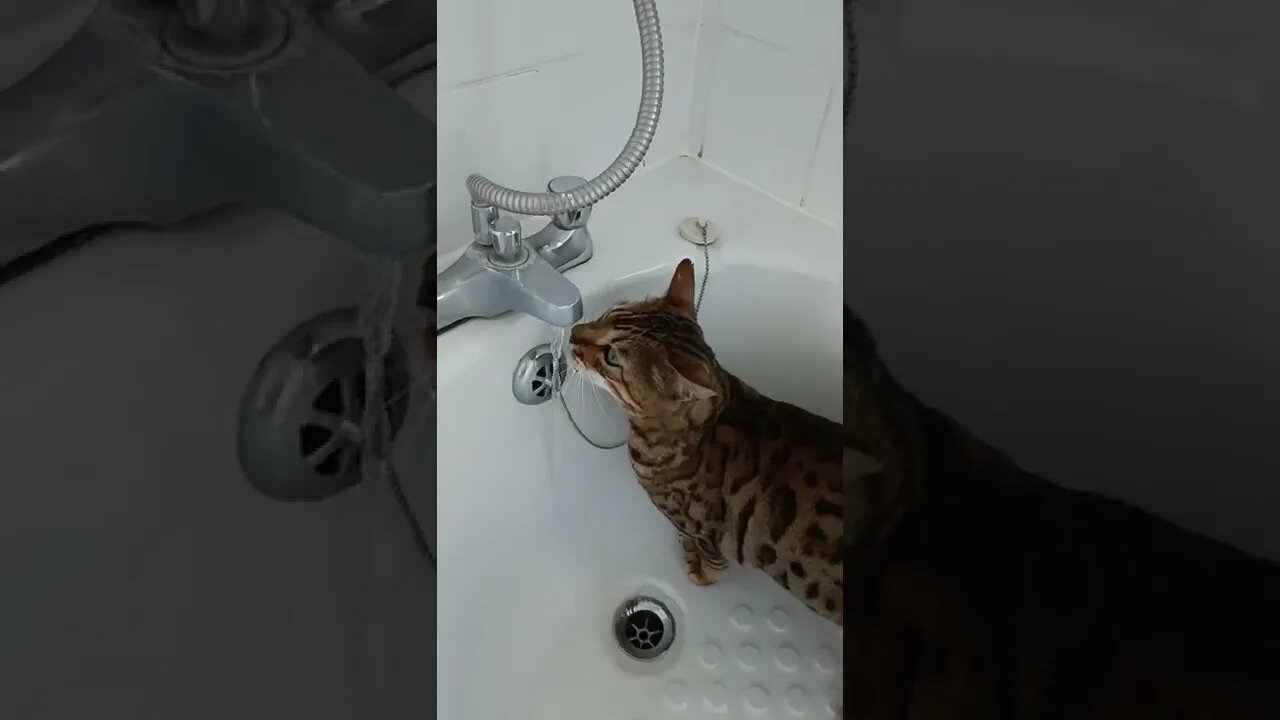 Thirsty cat in the bath #bengalcat #catdrinkingwater #catdrinkingfromtap