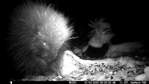 Baby Porcupine and It’s Skunk Buddy