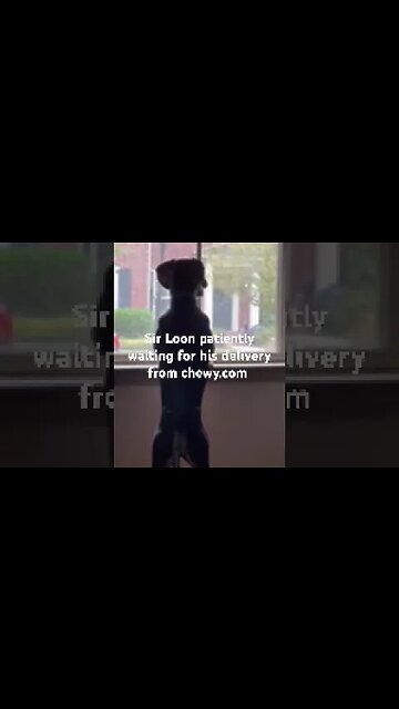 Puppy dog waiting patiently for his delivery from chewy.com ￼