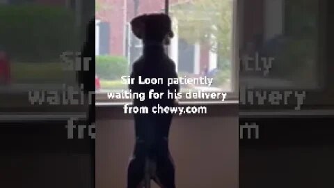 Puppy dog waiting patiently for his delivery from chewy.com ￼