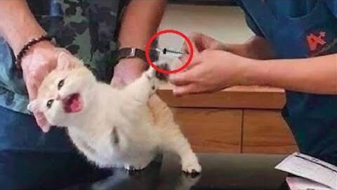 Funniest Cats 😹 - Don't try to hold back Laughter 😂 - Funny Cats Hack – 72