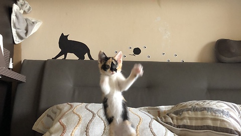 Slow Motion playing kitten. So cute