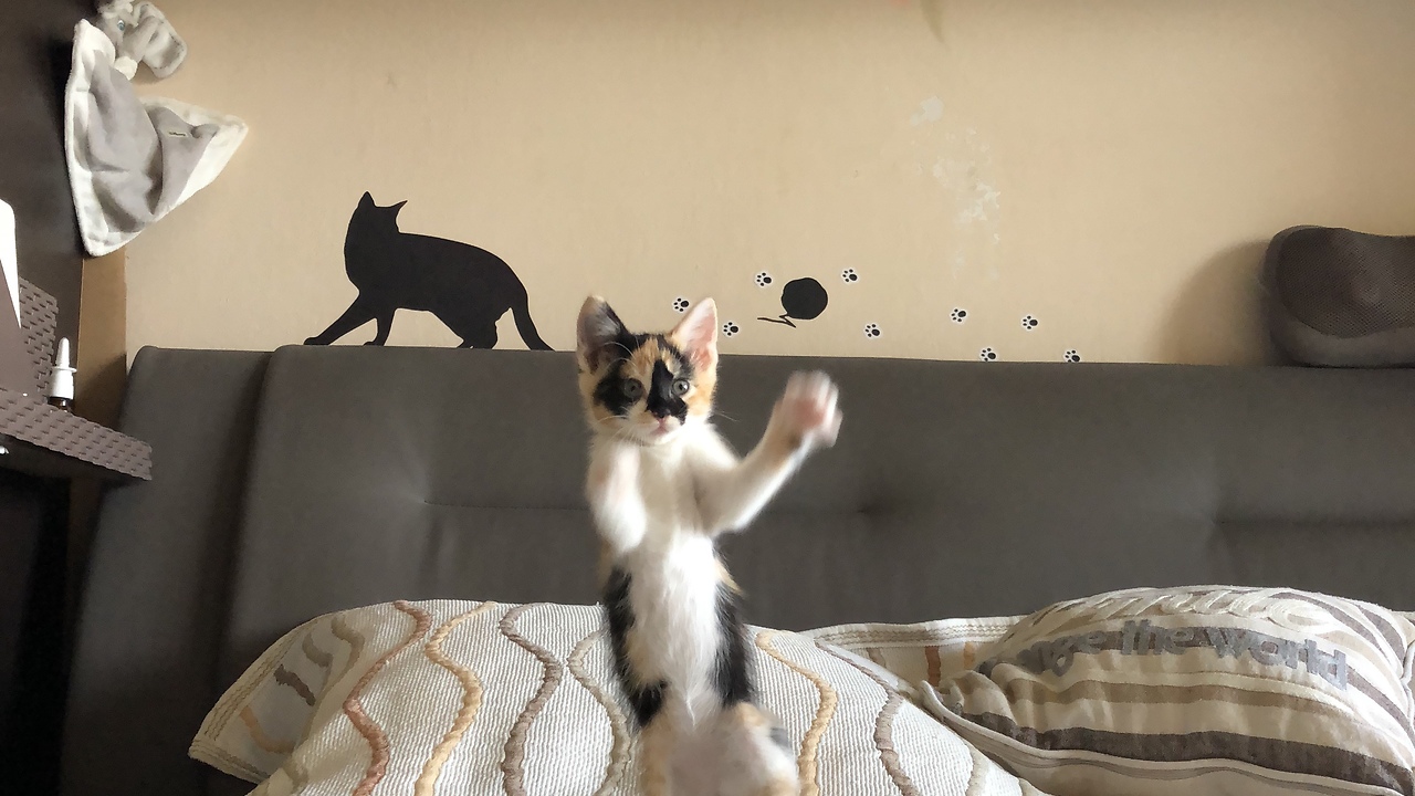 Slow Motion playing kitten. So cute