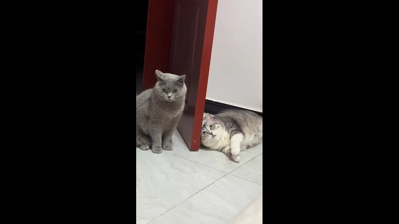 cats