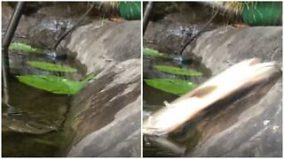 간식을 먹기위해 물에서 뛰어 오르는 물고기