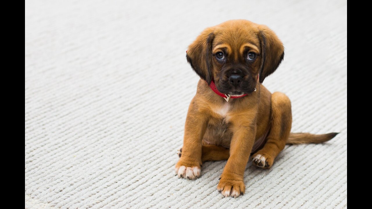 Un Tierno Cachorro discutiendo con su Papa, Cuddly Puppy arguing with his Dog Dad