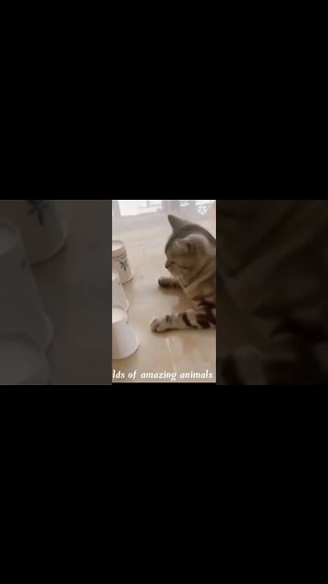 How to STOP The 🐱 cat BITING & CHEWING MACHINE Reality Cat Training | Labrador cat Training #shorts