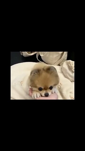 It's Not Just a 'Cute Chihuahua' -- You Won't Believe What it Does Next!