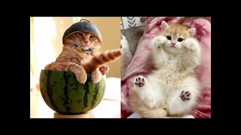 Funny Animal Fails 2021 _ Funny Cat Videos Compilation _ CutePetsGarden #15