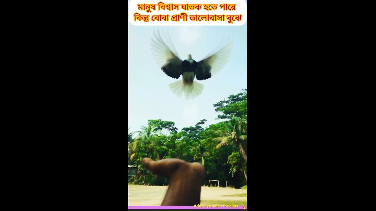 #ytshorts #shorts #video #viral #funny #comedy #tiktok #পাখি #birds