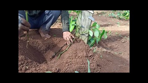 របៀបដាំម្រេច | how to plant Black pepper