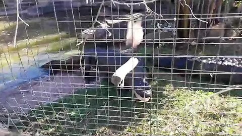 American alligators coming out for a spring meal.