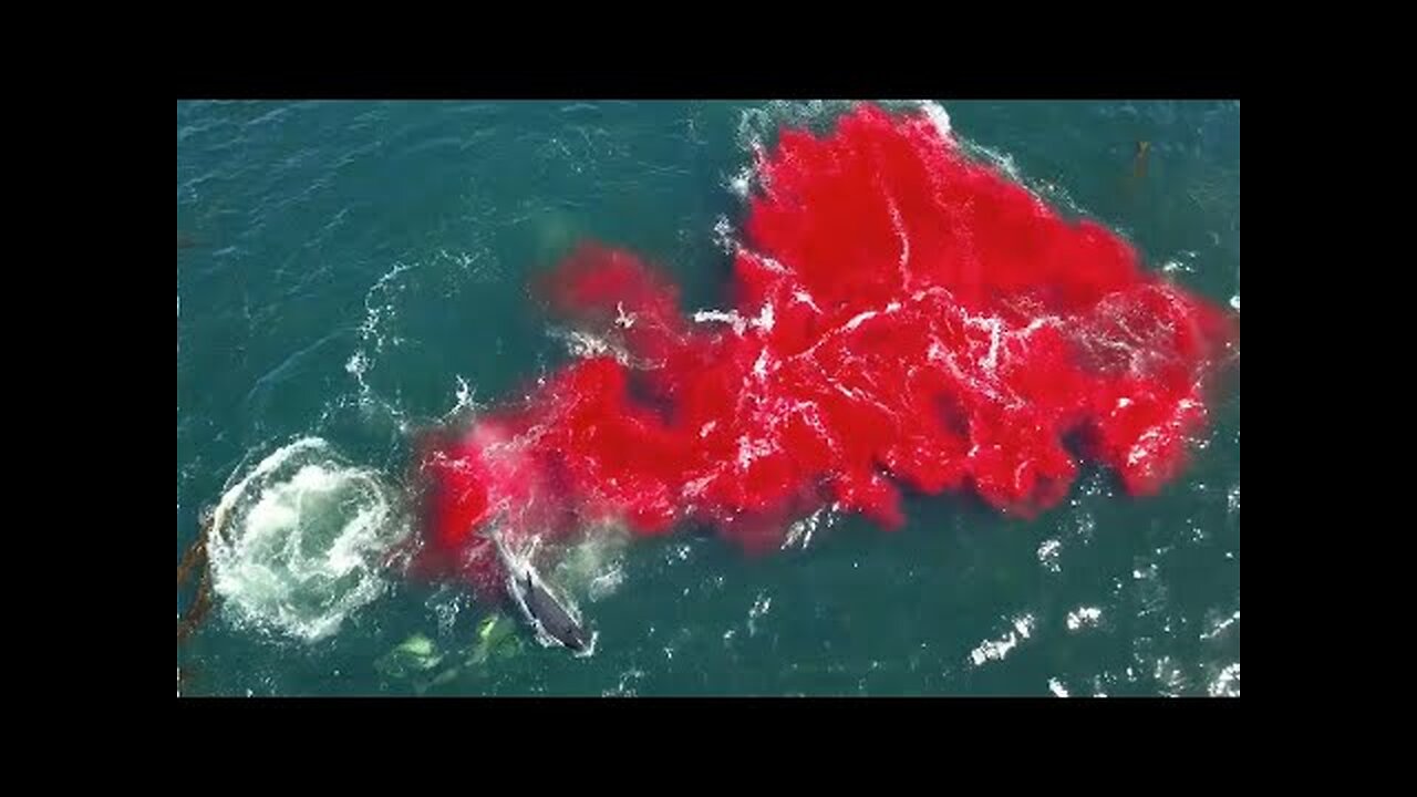 Bloody killer whale predation on female elephant seal