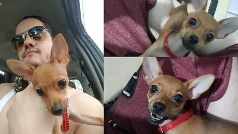 MINHA PINSCHER ZERO - MELHORES MOMENTOS DO ANO - PRA QUEM AMA CACHORROS