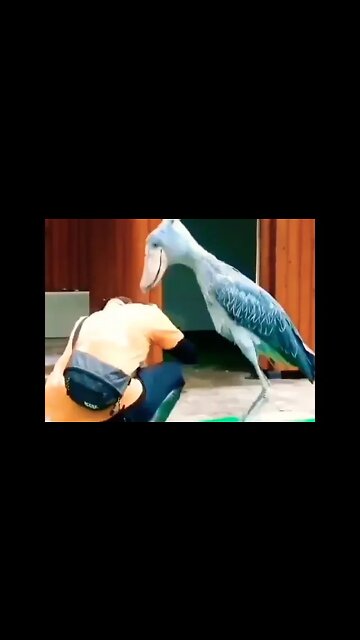 Do you know what kind of bird this is? 🐦 #shorts