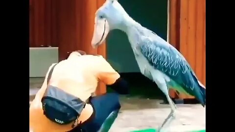 Do you know what kind of bird this is? 🐦 #shorts