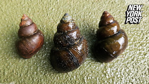 Invasive Asian 'mystery snail' surfaces in Georgia, could devastate US economy