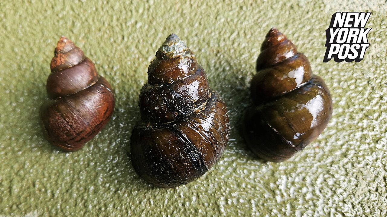 Invasive Asian 'mystery snail' surfaces in Georgia, could devastate US economy