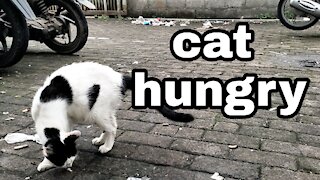 a cat that is confused because of hunger