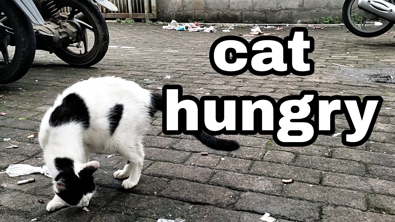 a cat that is confused because of hunger