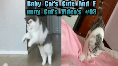 Baby_Cat's_Cute_And_Funny_Cat's_Video's_#03