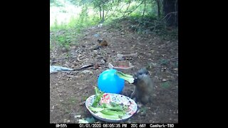 Baby Groundhog eating a piece of lettuce as big as him or her