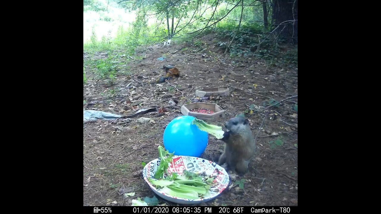 Baby Groundhog eating a piece of lettuce as big as him or her