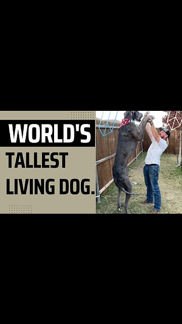 World's tallest living dog, a Great Dane named Zeus#shorts