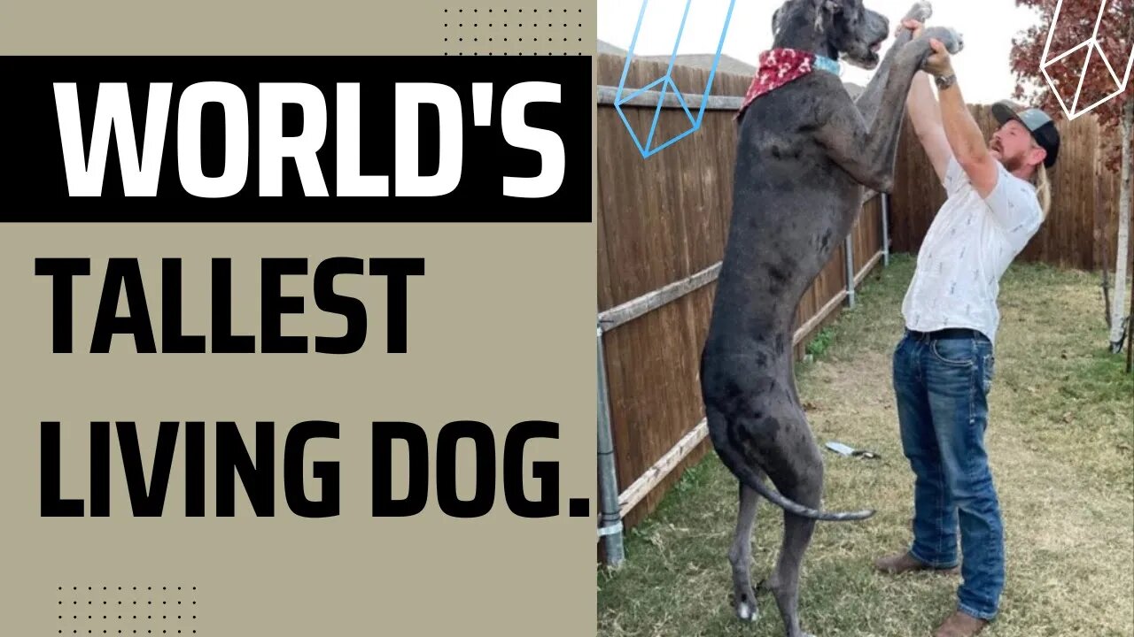 World's tallest living dog, a Great Dane named Zeus#shorts