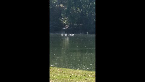 Ducks in Ibirapuera Lake 🦆🦆