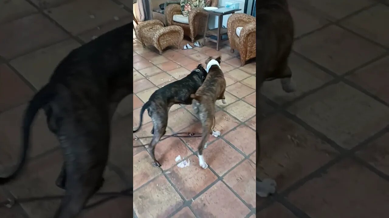 Playing tug of war together