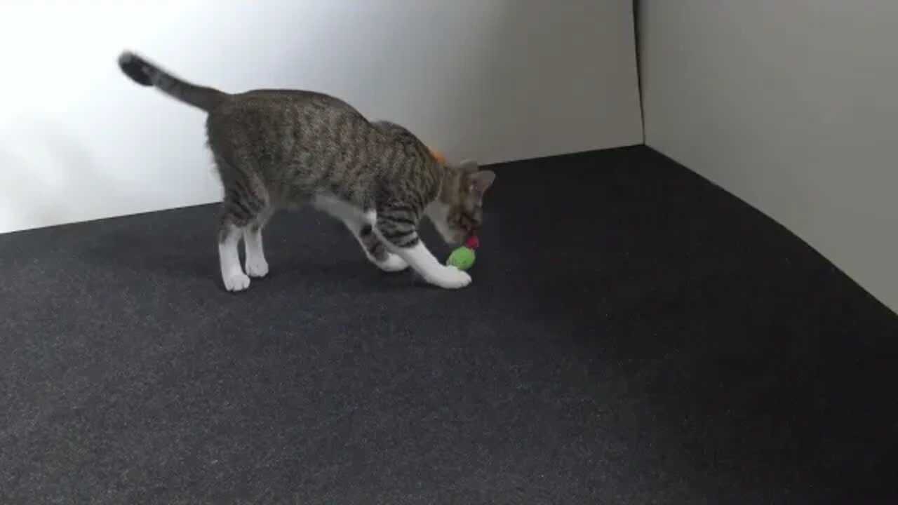 Cat Toys Are Boring