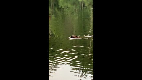 Beavers are back.