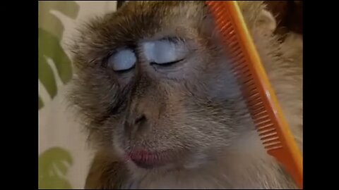 🔥🔥🔥😂😂 funny & comedy monkey acting 😁😁🤣🤣