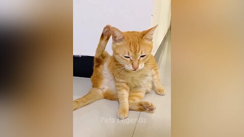 funny cats