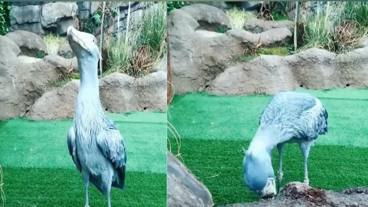 Amezing bird cute video(❤️please subscribe my channel ❤️)