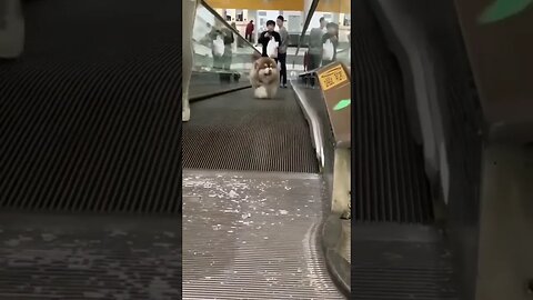 Experiencing the escalator... #puppy #escalator #dog